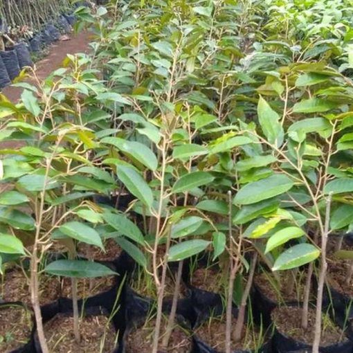 jual bibit tanaman buah durian bawor super unggul Bojonegoro