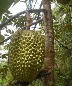 jual bibit tanaman buah durian bawor Yahukimo