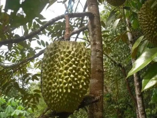 jual bibit tanaman buah durian bawor Yahukimo