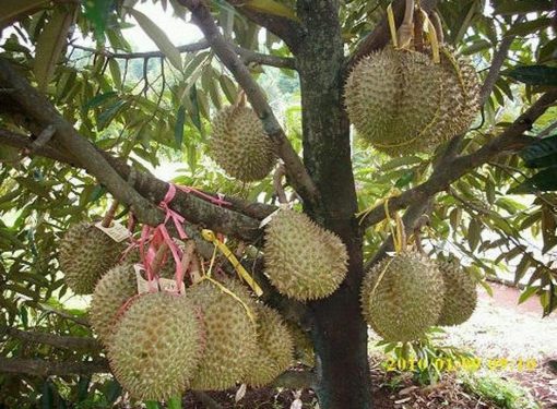 jual bibit tanaman buah durian bawor Yalimo