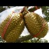 jual bibit tanaman buah durian montong Halmahera Utara