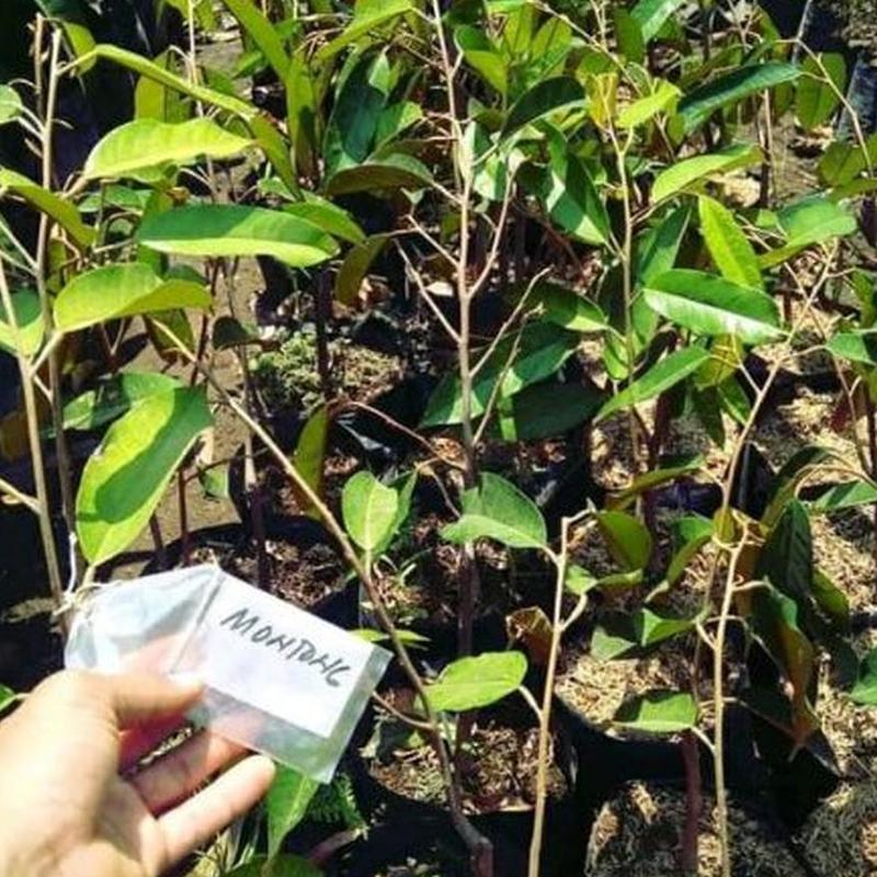 Gambar Produk jual bibit tanaman buah durian montong Kapuas