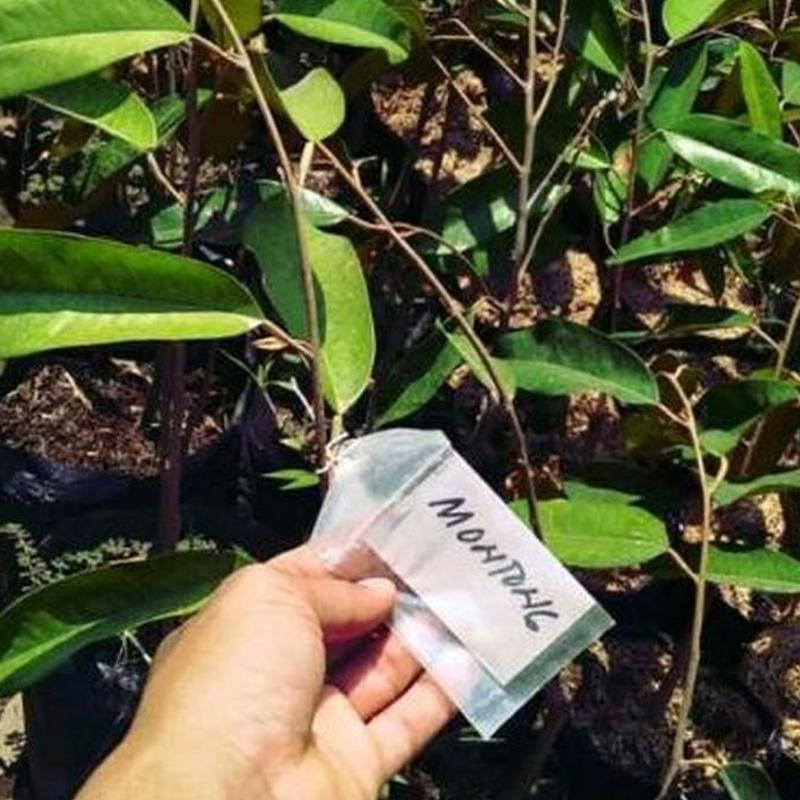 Gambar Produk jual bibit tanaman buah durian montong Sumba Tengah