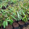 jual bibit tanaman buah durian montong super Kapuas Hulu