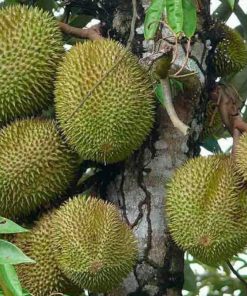 jual bibit tanaman buah durian musangking terlaris Kupang