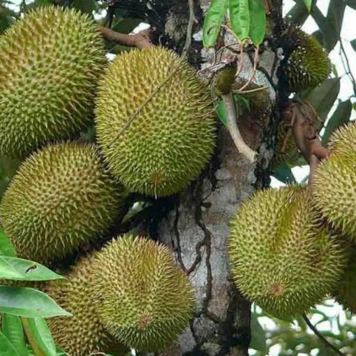 jual bibit tanaman buah durian musangking terlaris Kupang