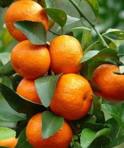 jual bibit tanaman buah jeruk santang madu Bener Meriah