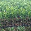 jual bibit tanaman buah jeruk santang madu Kuantan Singingi