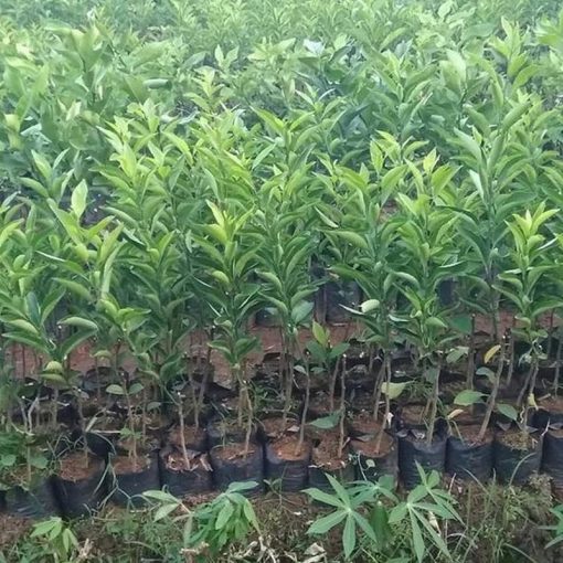 jual bibit tanaman buah jeruk santang madu Kuantan Singingi