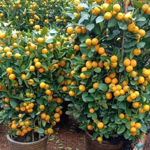 jual bibit tanaman buah jeruk santang madu Pakpak Bharat