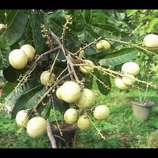 jual bibit tanaman buah kelengkeng hawai 40cm Lingga