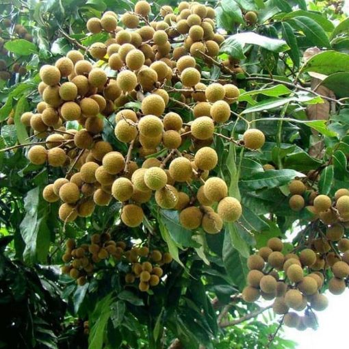 jual bibit tanaman buah kelengkeng kristalin Binjai