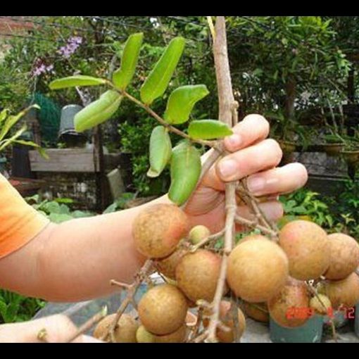 jual bibit tanaman buah kelengkeng pingpong Aceh Tenggara