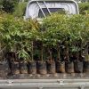 jual bibit tanaman buah kelengkeng pingpong okulasi unggul cepat berbuah lengkeng manis Banyumas