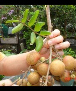 jual bibit tanaman buah kelengkeng pingpong okulasi unggul cepat berbuah lengkeng manis Baru