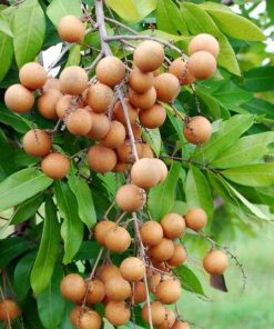 jual bibit tanaman buah kelengkeng pingpong super genjah Tasikmalaya