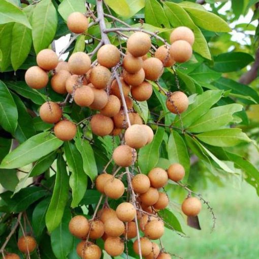 jual bibit tanaman buah kelengkeng pingpong super genjah Tasikmalaya