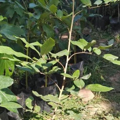 jual bibit tanaman buah kelengkeng puangray okulasi Kotawaringin Barat