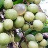 jual bibit tanaman buah kelengkeng puangray okulasi super manis siap Sungai Penuh