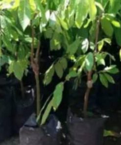 jual bibit tanaman buah klengkeng itoh Hulu Sungai Tengah