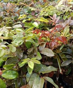 jual bibit tanaman buah klengkeng merah ruby longan Maluku Tenggara Barat