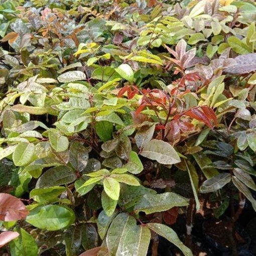 jual bibit tanaman buah klengkeng merah ruby longan Maluku Tenggara Barat