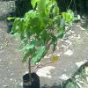 jual bibit tanaman buah klengkeng new kristal Buton