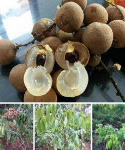 jual bibit tanaman buah klengkeng new kristal Lampung Timur