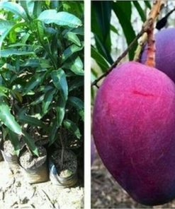 jual bibit tanaman buah mangga irwin Jakarta Selatan