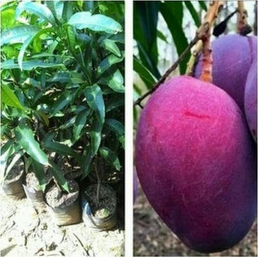 jual bibit tanaman buah mangga irwin Jakarta Selatan