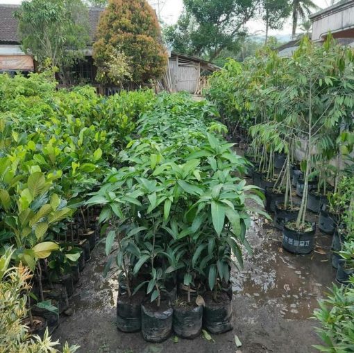 jual bibit tanaman buah mangga irwin ungu okulasi super Banggai