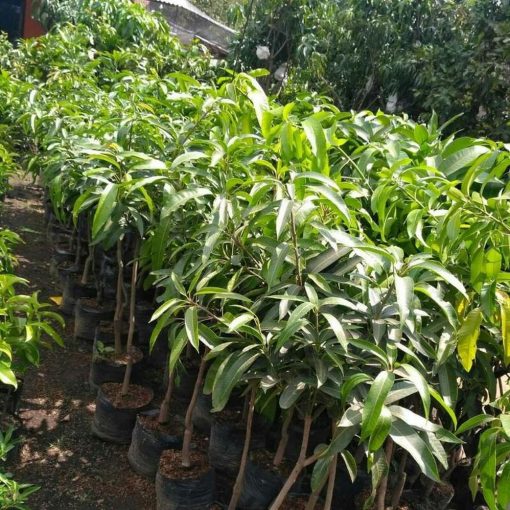 jual bibit tanaman buah mangga irwin ungu okulasi super Bulungan