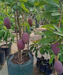 jual bibit tanaman buah mangga irwin ungu okulasi super Maros