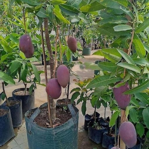 jual bibit tanaman buah mangga irwin ungu okulasi super Maros
