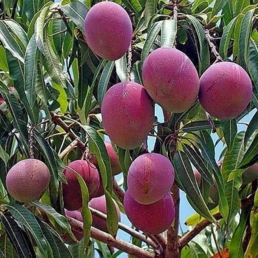 jual bibit tanaman buah mangga irwin ungu okulasi super Pandeglang
