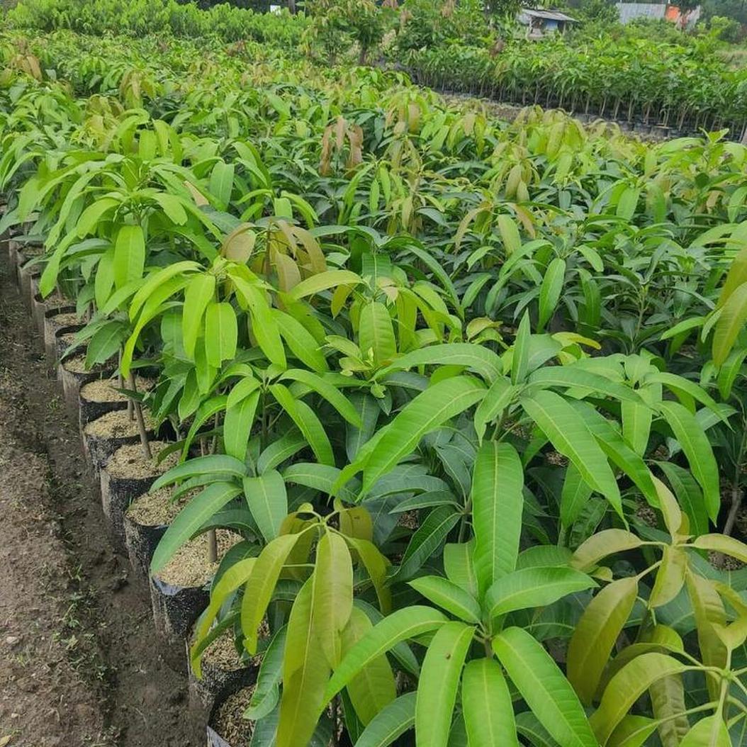 Gambar Produk jual bibit tanaman buah mangga irwin ungu okulasi super Pandeglang