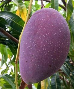 jual bibit tanaman buah mangga irwin ungu okulasi super Tambrauw