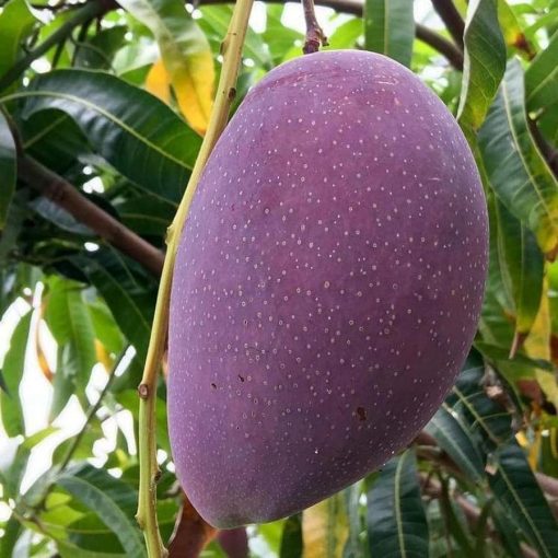 jual bibit tanaman buah mangga irwin ungu okulasi super Tambrauw