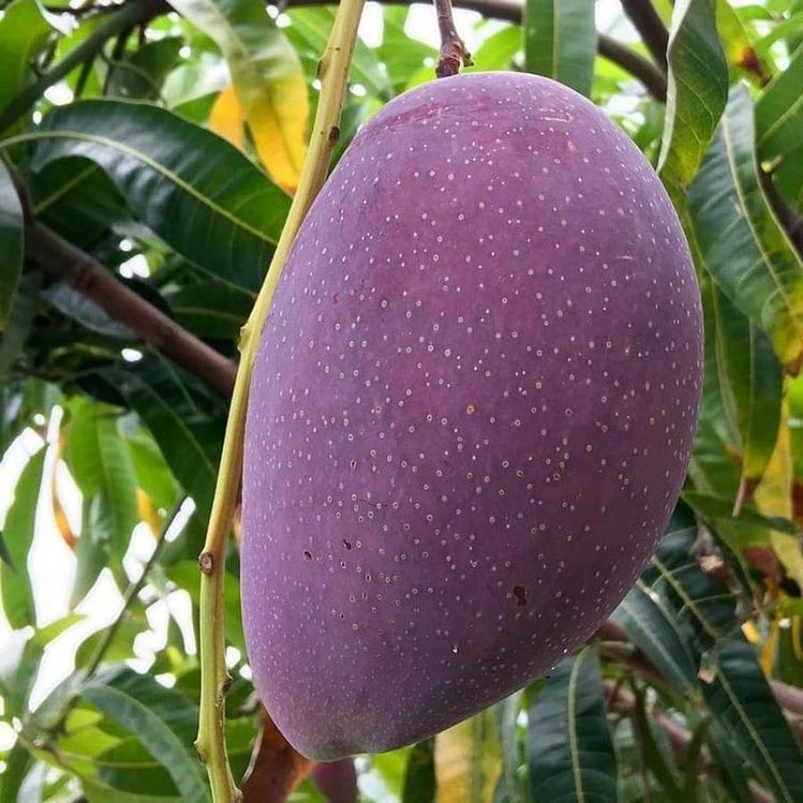 Gambar Produk jual bibit tanaman buah mangga irwin ungu okulasi super Tambrauw