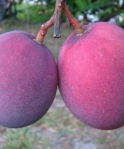 jual bibit tanaman buah mangga irwin ungu okulasi super Waropen