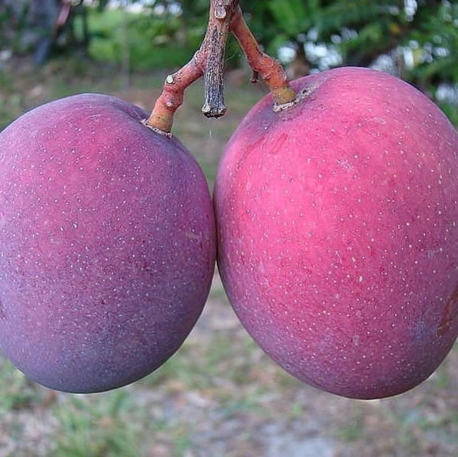 Gambar Produk jual bibit tanaman buah mangga irwin ungu okulasi super Waropen