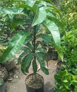 jual bibit tanaman buah mangga mahatir Aceh Barat