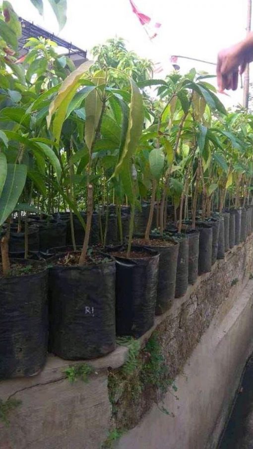 jual bibit tanaman buah mangga red ivory berkualitas hasil okualasi Banjarnegara
