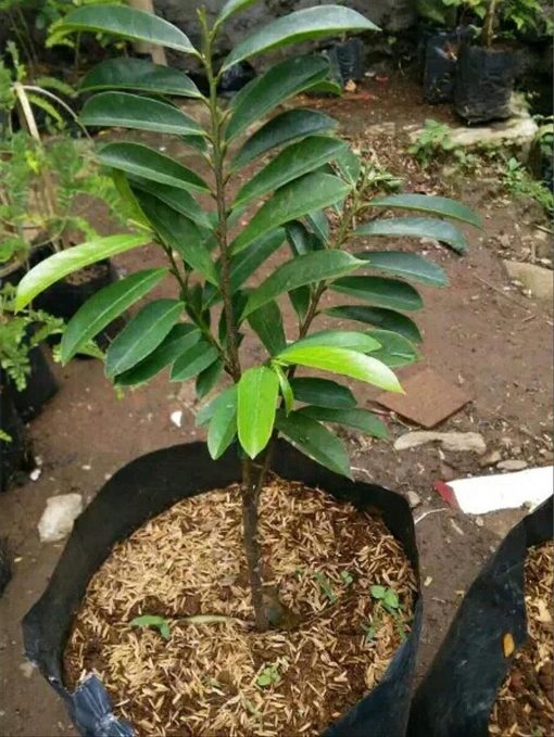 jual bibit tanaman buah sirsak madu Bangka Selatan