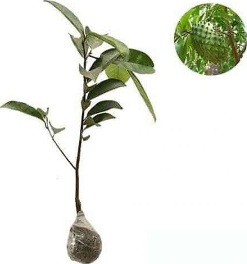 jual bibit tanaman buah sirsak madu Kepulauan Yapen