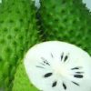 jual bibit tanaman buah sirsak madu Tegal