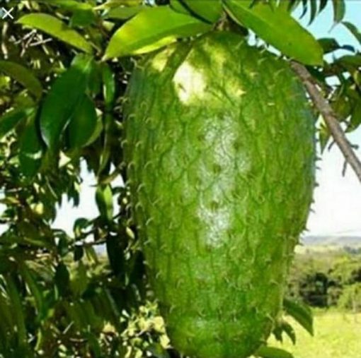 jual bibit tanaman buah sirsak madu Wakatobi