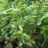 jual bibit tanaman buah sirsak merah 50cm Kepulauan Aru