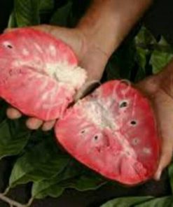 jual bibit tanaman buah sirsak merah Gianyar