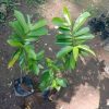 jual bibit tanaman buah sirsak merah okulasi pohon cepat berbuah Kayong Utara